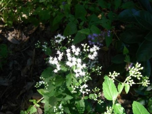 Lesser Snakeroot